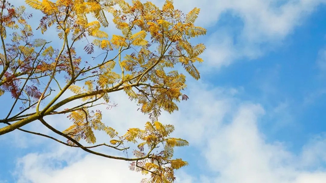 暖阳高照，雪山绵延，蔺州大地一秒“回春”！(图5)