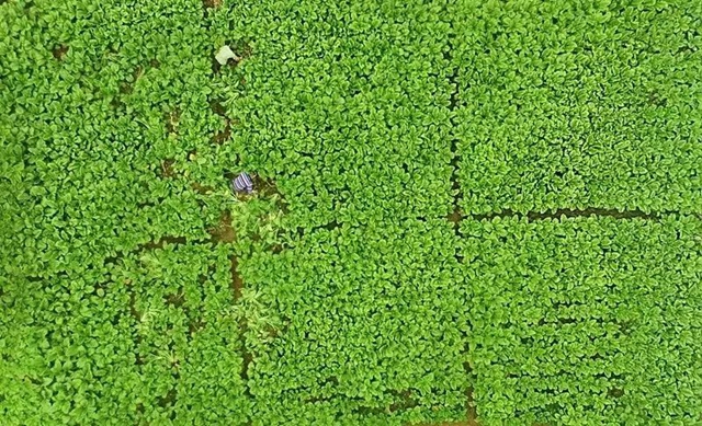 小小芽菜,如何撑起王庄村民的“钱袋子”?(图1) 小小芽菜,如何撑起王庄村民的“钱袋子”?(图1)