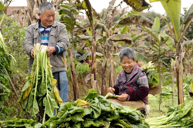 小小芽菜,如何撑起王庄村民的“钱袋子”?(图3) 小小芽菜,如何撑起王庄村民的“钱袋子”?(图3)
