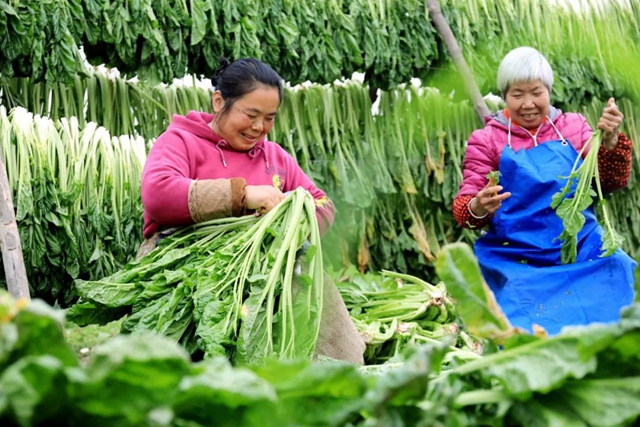 小小芽菜,如何撑起王庄村民的“钱袋子”?(图4) 小小芽菜,如何撑起王庄村民的“钱袋子”?(图4)