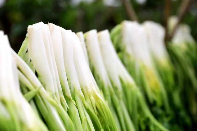 小小芽菜,如何撑起王庄村民的“钱袋子”?(图7) 小小芽菜,如何撑起王庄村民的“钱袋子”?(图7)