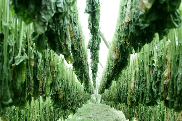 小小芽菜,如何撑起王庄村民的“钱袋子”?(图8) 小小芽菜,如何撑起王庄村民的“钱袋子”?(图8)