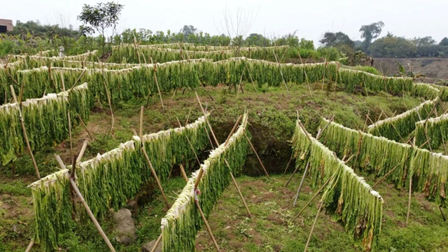 小小芽菜,如何撑起王庄村民的“钱袋子”?(图10) 小小芽菜,如何撑起王庄村民的“钱袋子”?(图10)