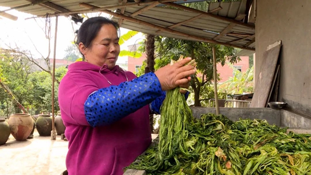 小小芽菜,如何撑起王庄村民的“钱袋子”?(图11) 小小芽菜,如何撑起王庄村民的“钱袋子”?(图11)