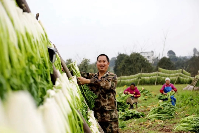 小小芽菜,如何撑起王庄村民的“钱袋子”?(图9) 小小芽菜,如何撑起王庄村民的“钱袋子”?(图9)
