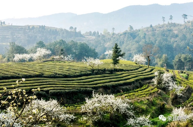 荣县茶载誉归来！(图2)