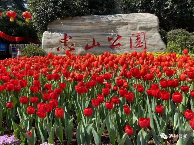 泸州赏花地点大汇总！快搭乘“春天的公交”出发！（附详细乘车线路）(图3)