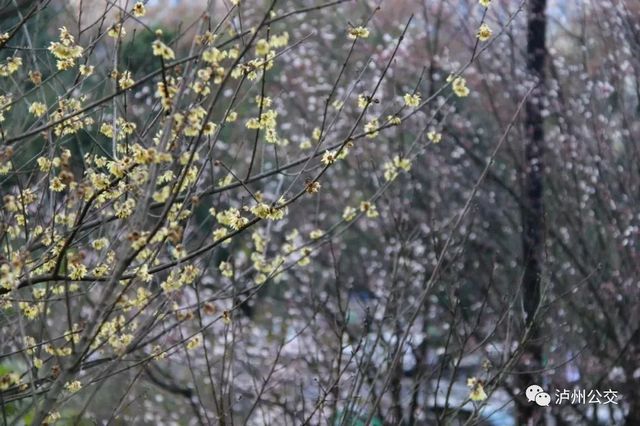 泸州赏花地点大汇总！快搭乘“春天的公交”出发！（附详细乘车线路）(图8)