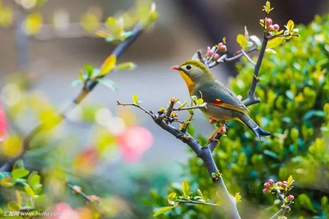 【扩散】今日起，来西南医大中医院看这些病免费！