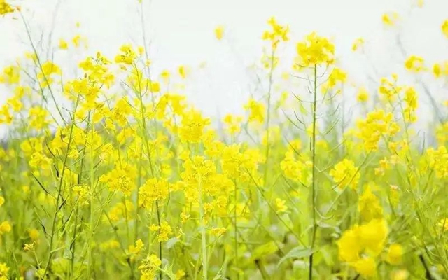 【扩散】今日起，来西南医大中医院看这些病免费！(图3)