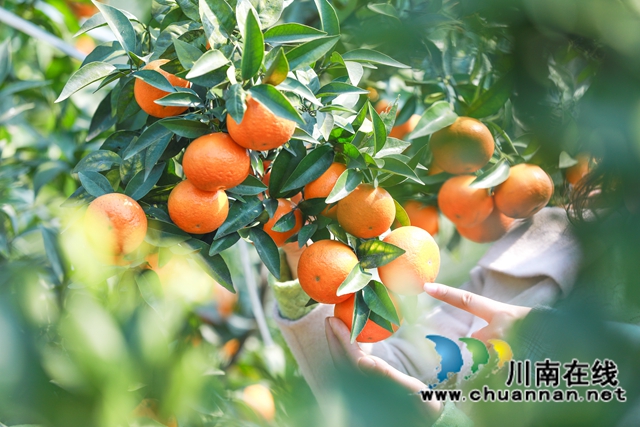 合江:千亩沃柑喜获丰收!(图3) 合江:千亩沃柑喜获丰收!(图3)