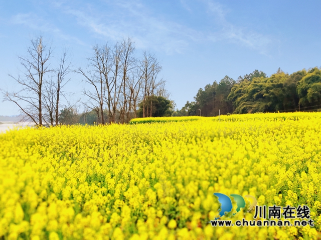 泸县：春到人间草木知！(图4)