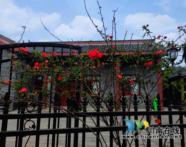 泸县：春到人间草木知！(图10)