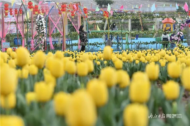 130万株郁金香盛放，内江这个地方成了一片花海！(图4)