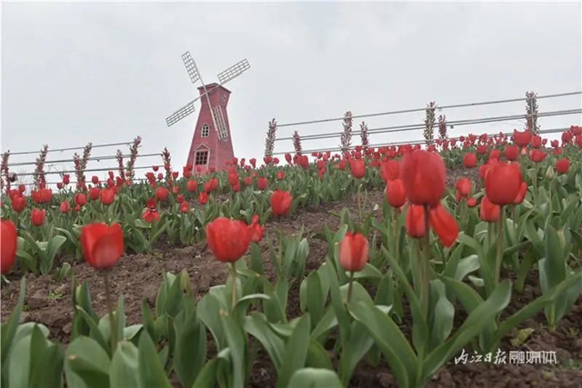 130万株郁金香盛放，内江这个地方成了一片花海！(图9)