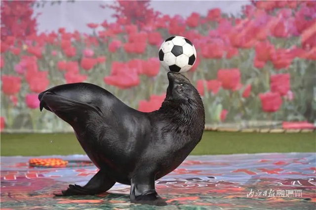 130万株郁金香盛放，内江这个地方成了一片花海！(图11)