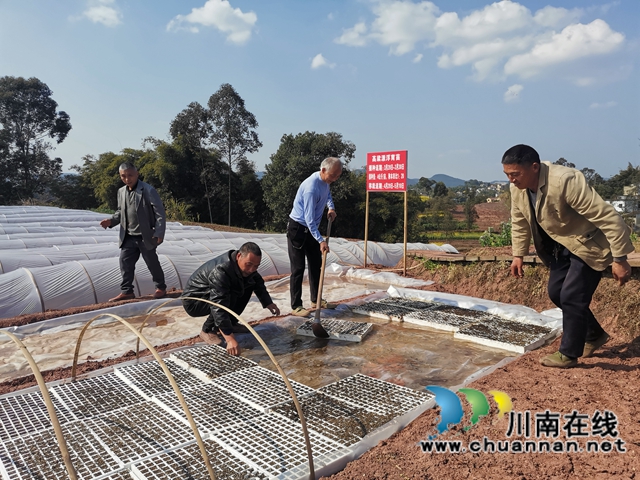 泸县潮河镇：粮油生产基地春播忙(图2)