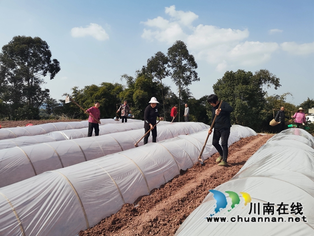 泸县潮河镇：粮油生产基地春播忙(图5)