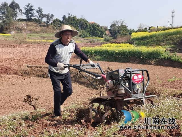 泸县潮河镇：粮油生产基地春播忙(图4)