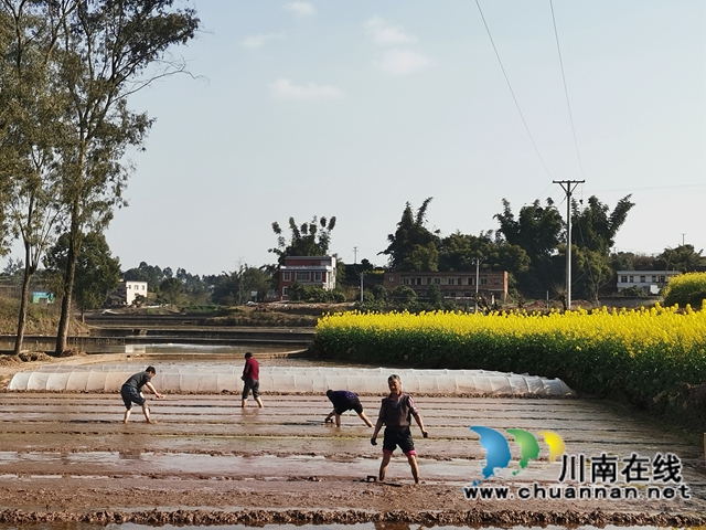 泸县潮河镇：粮油生产基地春播忙(图6)