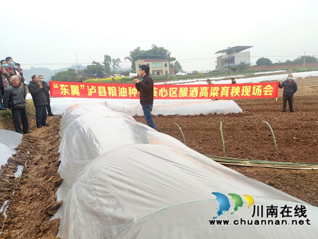 “东翼”泸县粮油种植核心区酿酒高粱育秧现场会在百和镇召开(图3) “东翼”泸县粮油种植核心区酿酒高粱育秧现场会在百和镇召开(图3)