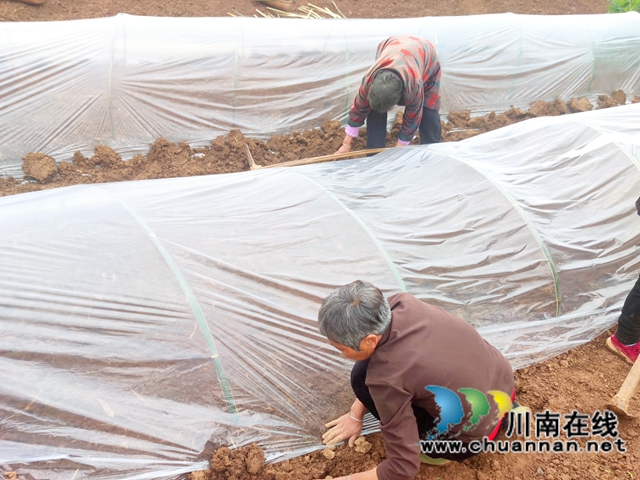 “东翼”泸县粮油种植核心区酿酒高粱育秧现场会在百和镇召开(图4) “东翼”泸县粮油种植核心区酿酒高粱育秧现场会在百和镇召开(图4)
