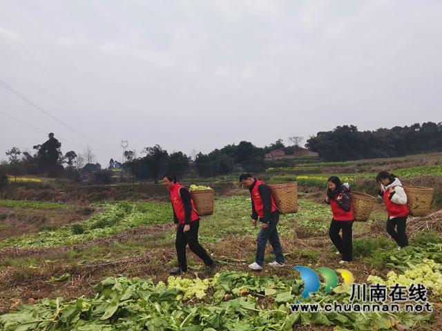 粮菜轮作，定单销售！泸县兆雅镇古佛村撂荒地长出“酒和菜”(图2)
