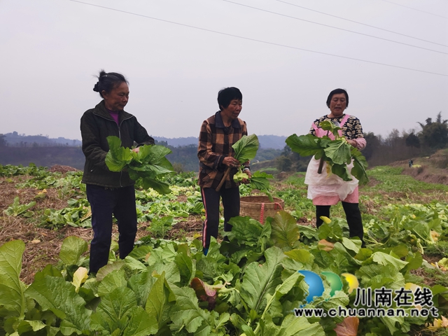 粮菜轮作，定单销售！泸县兆雅镇古佛村撂荒地长出“酒和菜”(图5)