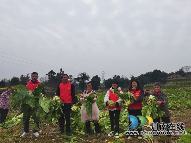 粮菜轮作，定单销售！泸县兆雅镇古佛村撂荒地长出“酒和菜”(图7)