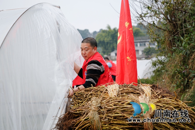 纳溪：“红马甲”进田间助力春耕春种(图2)