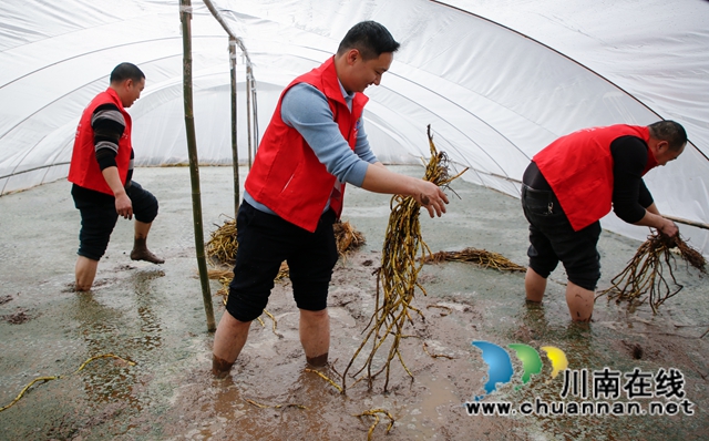 纳溪：“红马甲”进田间助力春耕春种(图4)