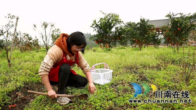 合江：春天的馈赠，一桌野菜做出美味佳肴(图1)