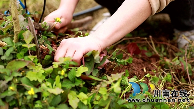合江：春天的馈赠，一桌野菜做出美味佳肴(图4)