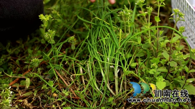 合江：春天的馈赠，一桌野菜做出美味佳肴(图3)