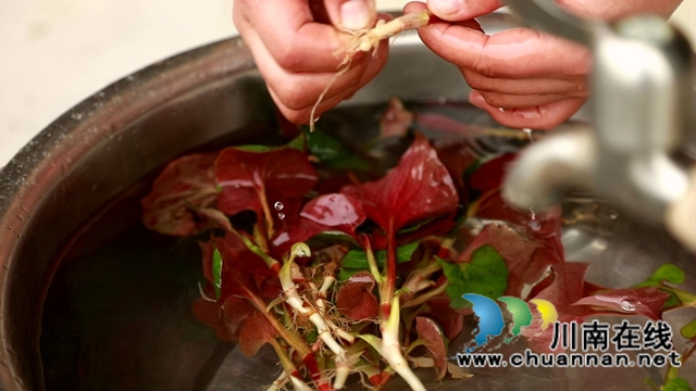 合江：春天的馈赠，一桌野菜做出美味佳肴(图6)