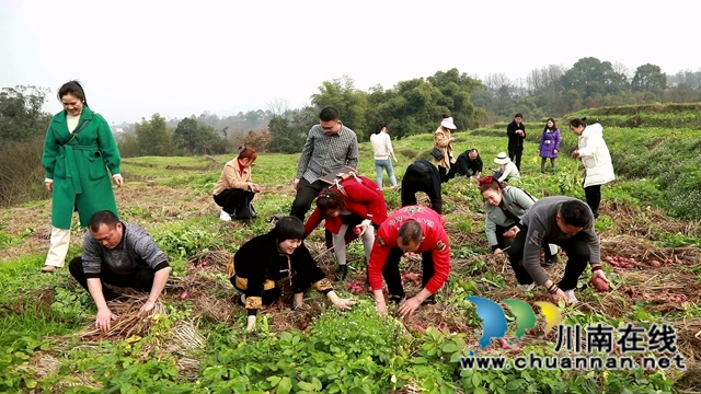 合江:免耕土豆丰收,快来体验采收乐趣!(图1) 合江:免耕土豆丰收,快来体验采收乐趣!(图1)