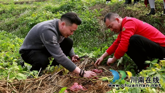 合江:免耕土豆丰收,快来体验采收乐趣!(图4) 合江:免耕土豆丰收,快来体验采收乐趣!(图4)
