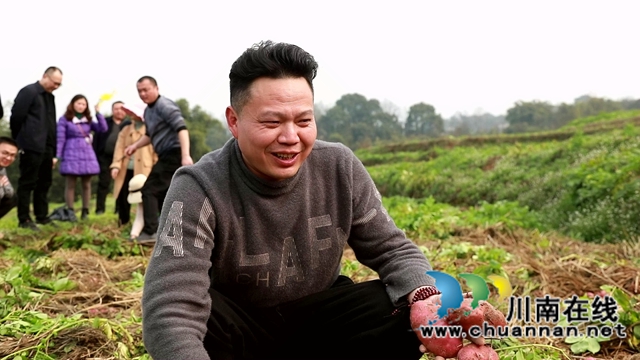 合江:免耕土豆丰收,快来体验采收乐趣!(图9) 合江:免耕土豆丰收,快来体验采收乐趣!(图9)