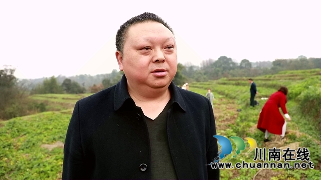 合江:免耕土豆丰收,快来体验采收乐趣!(图12) 合江:免耕土豆丰收,快来体验采收乐趣!(图12)