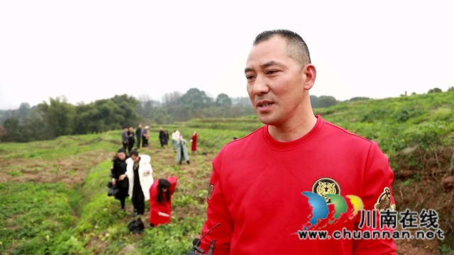 合江:免耕土豆丰收,快来体验采收乐趣!(图11) 合江:免耕土豆丰收,快来体验采收乐趣!(图11)