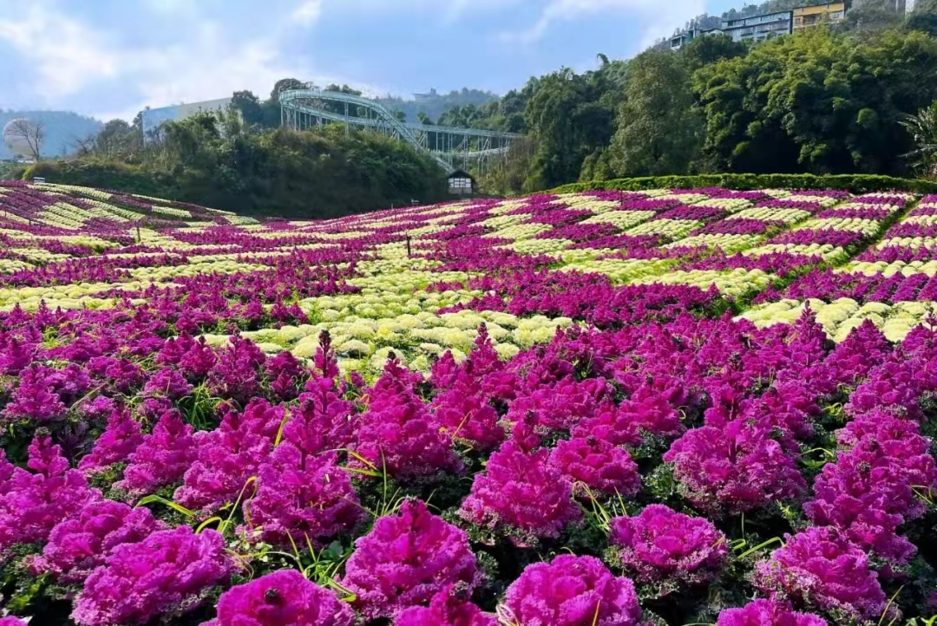 快看!纳溪的春天已经美成了一片“海”(图4) 4.png