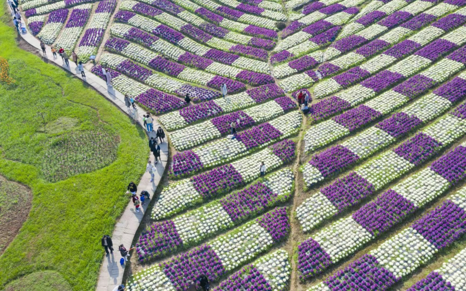 快看!纳溪的春天已经美成了一片“海”(图5) 5.png