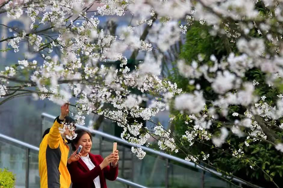 快看!纳溪的春天已经美成了一片“海”(图8) 8.png