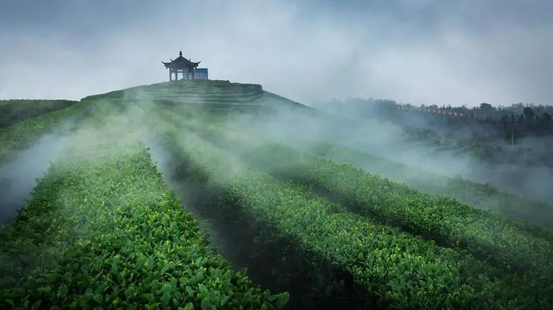 快看!纳溪的春天已经美成了一片“海”(图10) 10.jpg