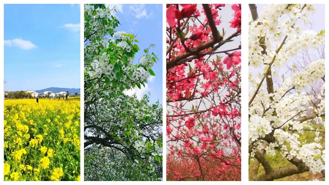 收藏!泸县踏青赏花地图出炉,赶紧约起!(图1) 1.jpg