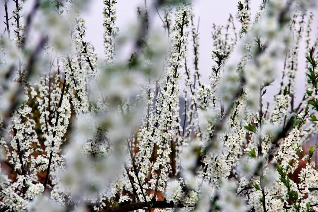 收藏!泸县踏青赏花地图出炉,赶紧约起!(图4) 收藏!泸县踏青赏花地图出炉,赶紧约起!(图4)