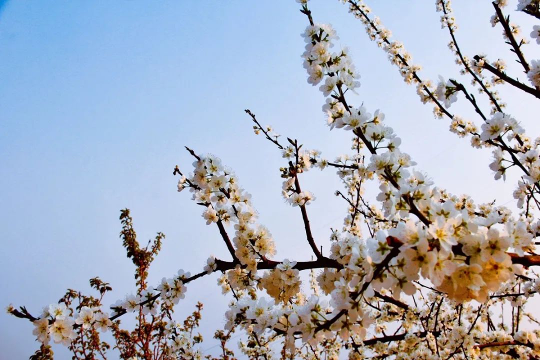 收藏!泸县踏青赏花地图出炉,赶紧约起!(图6) 收藏!泸县踏青赏花地图出炉,赶紧约起!(图6)