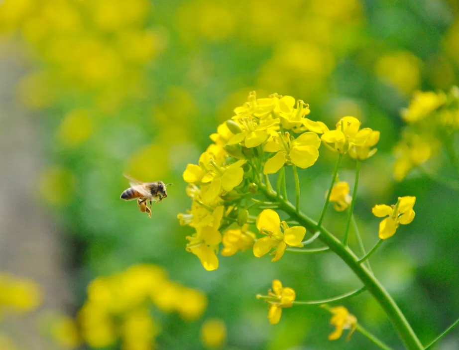 收藏!泸县踏青赏花地图出炉,赶紧约起!(图14) 收藏!泸县踏青赏花地图出炉,赶紧约起!(图14)