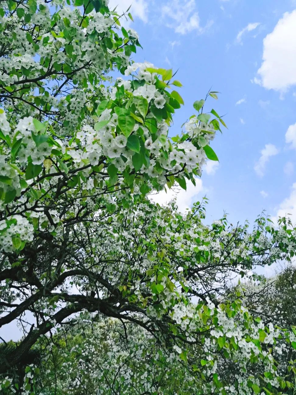 收藏!泸县踏青赏花地图出炉,赶紧约起!(图16) 8.jpg