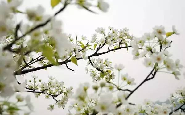 收藏!泸县踏青赏花地图出炉,赶紧约起!(图18) 收藏!泸县踏青赏花地图出炉,赶紧约起!(图18)